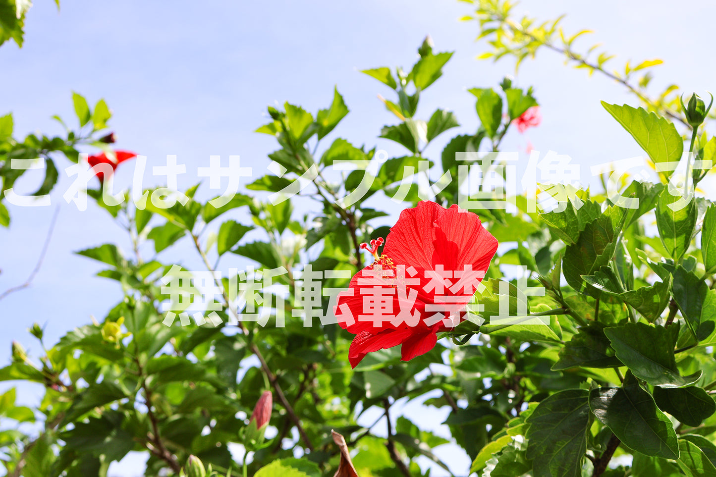 赤い花_2