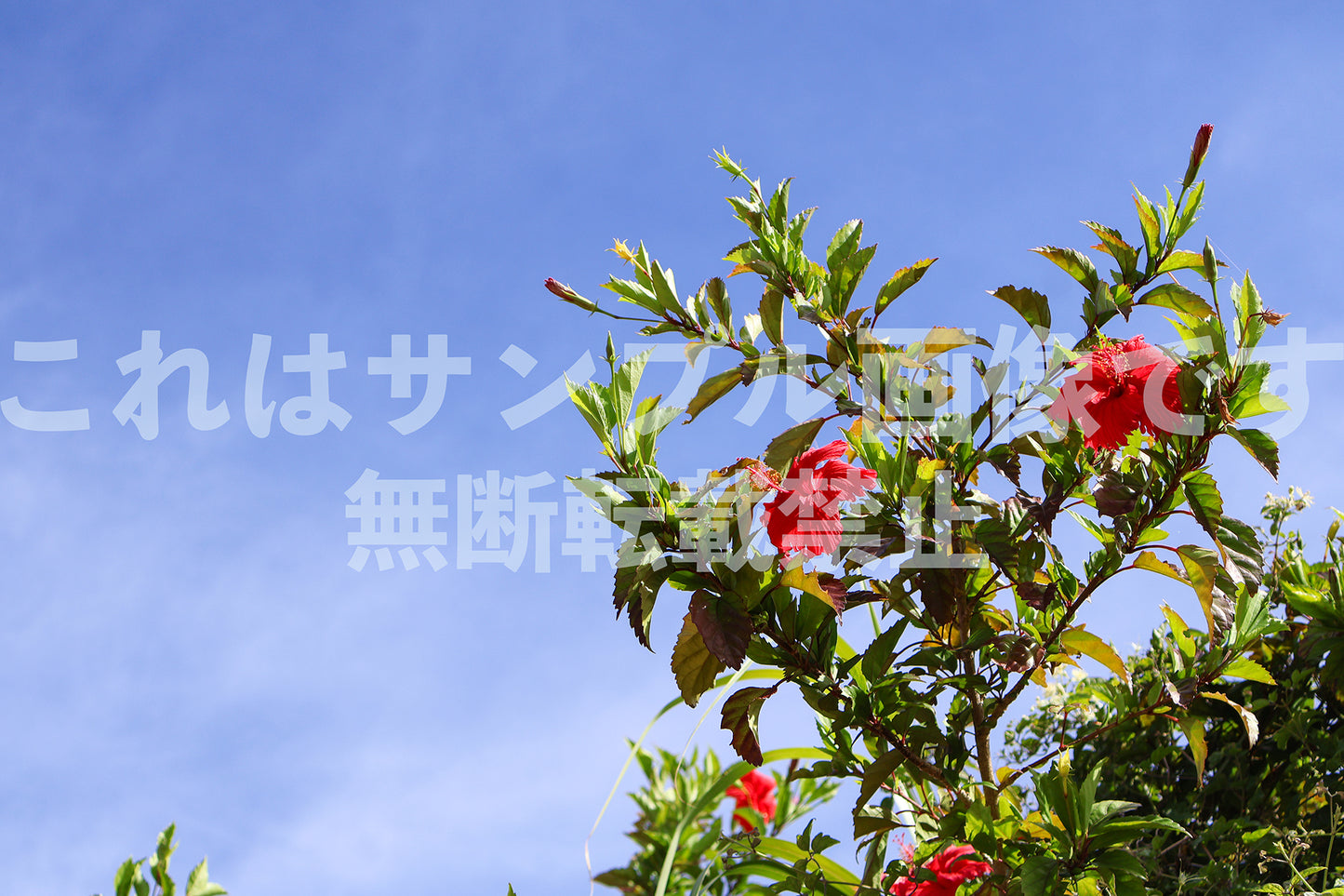 赤いハイビスカス_13