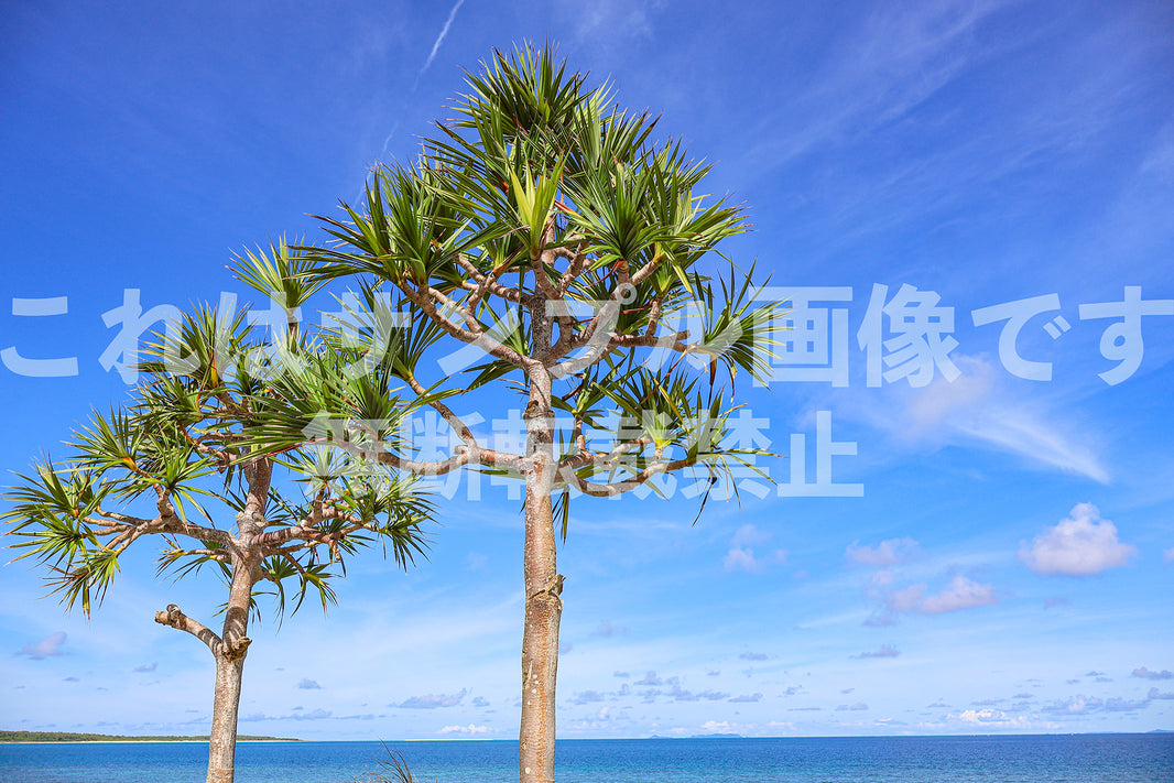 青空とアダンの木_1