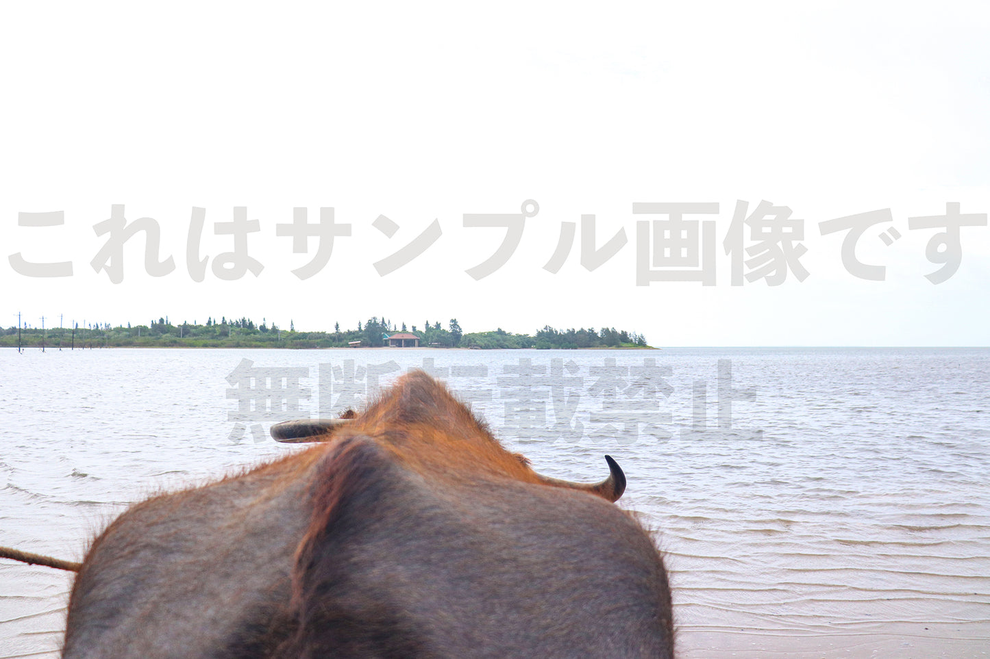 水牛_3