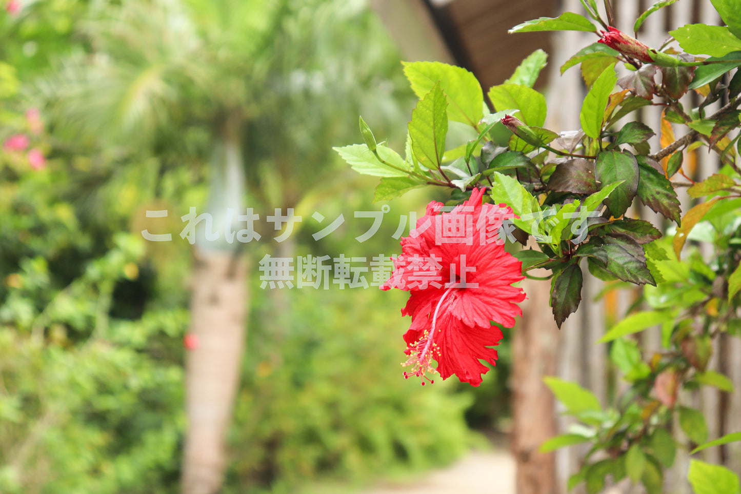 赤いハイビスカス_2