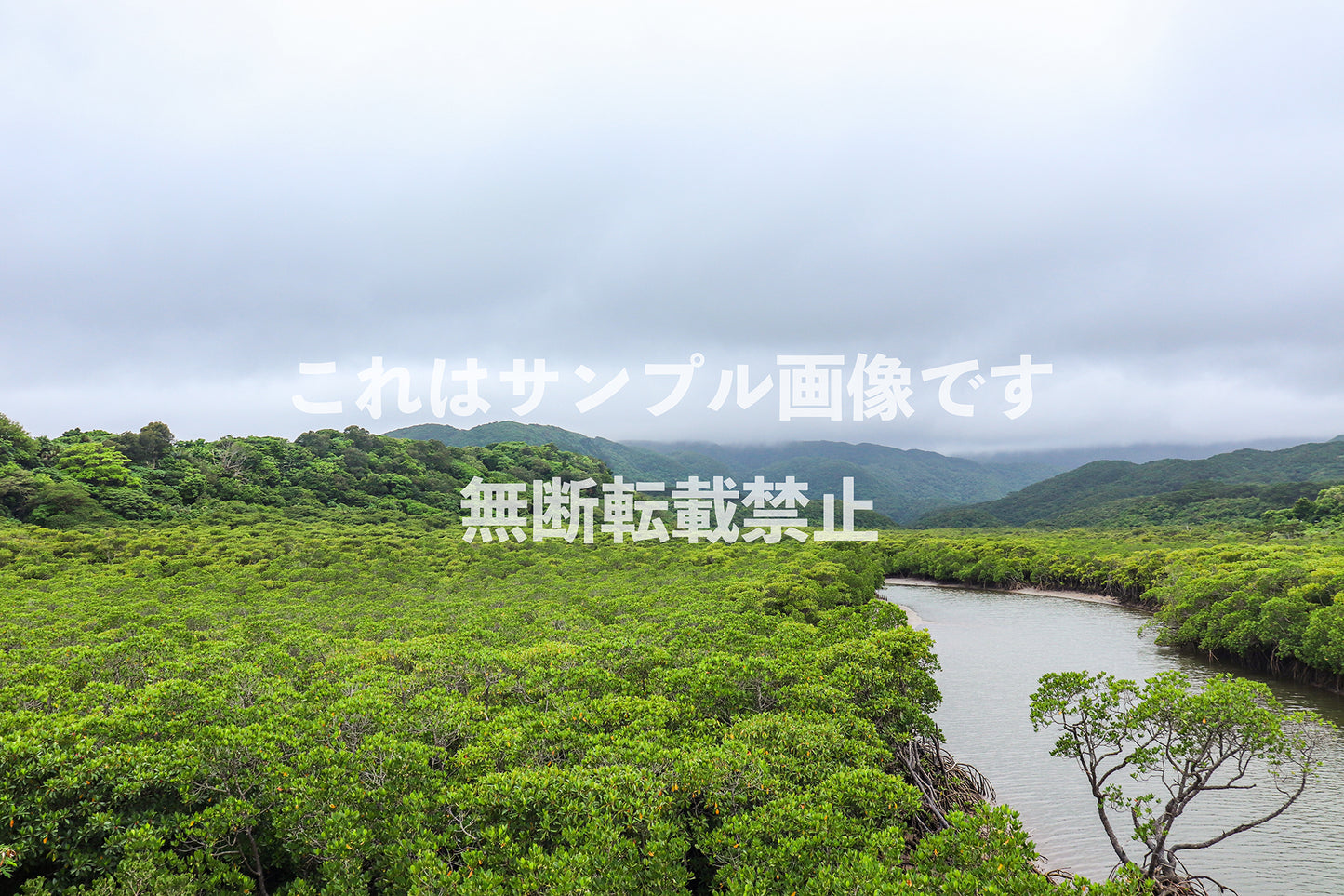 マングローブの森_1