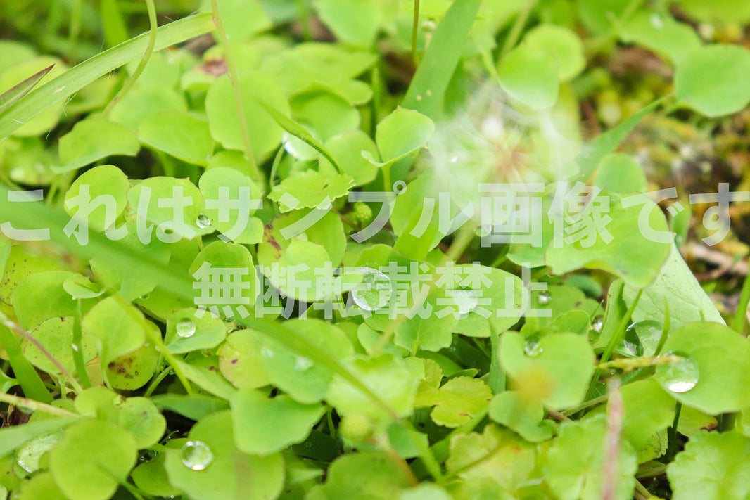 葉_12