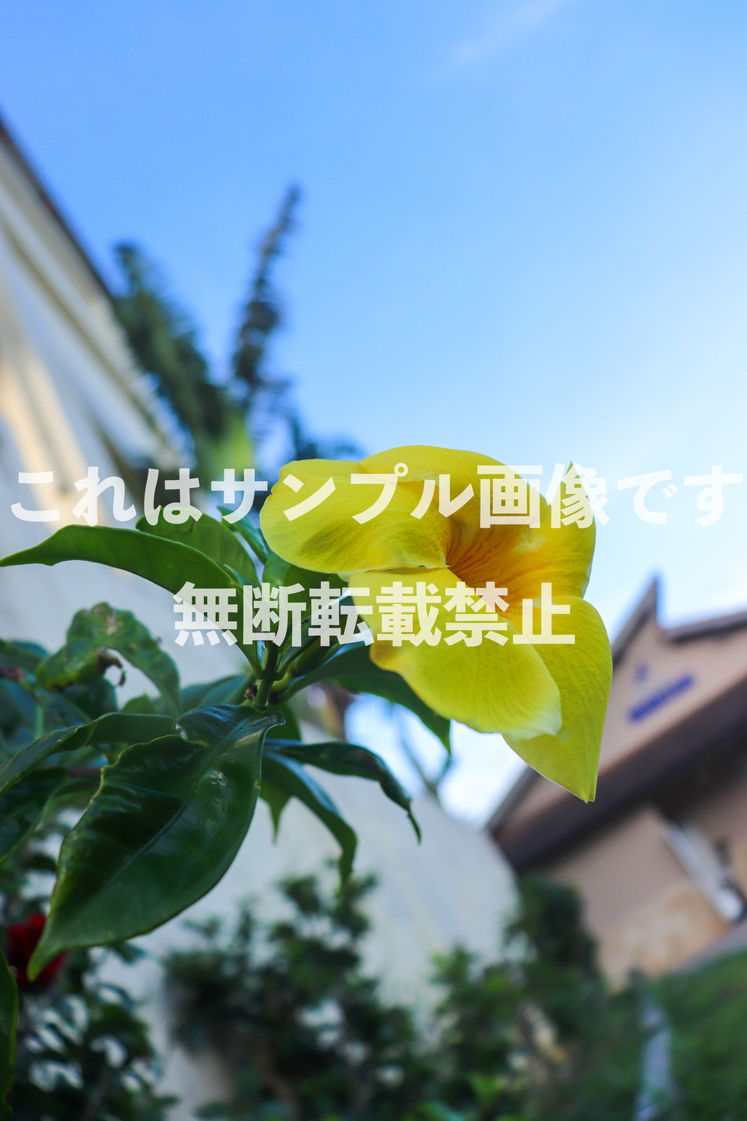 南国の黄色い花_1