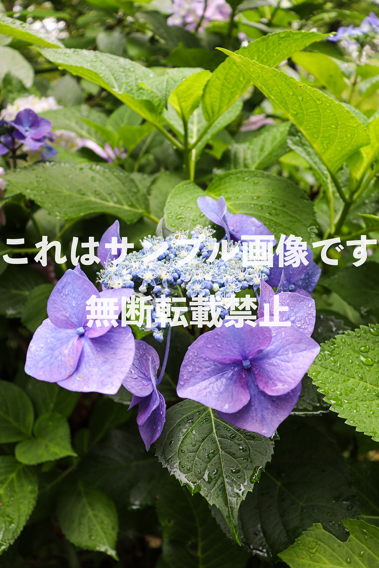 ガクアジサイ_1