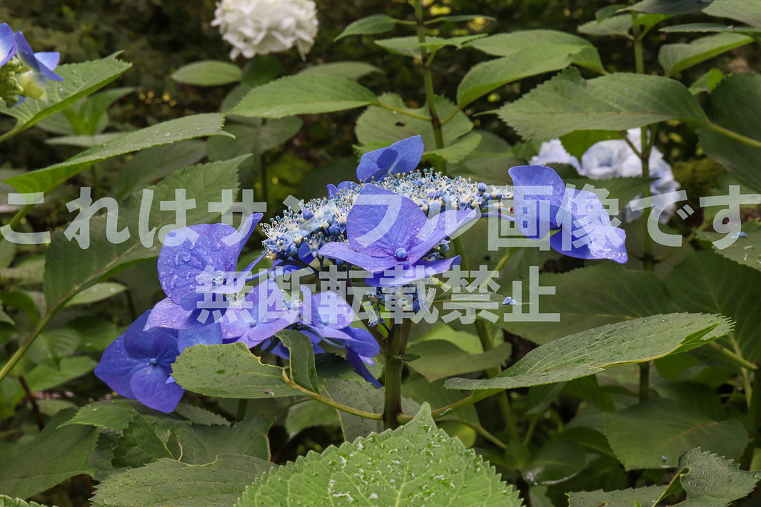 ガクアジサイ_2