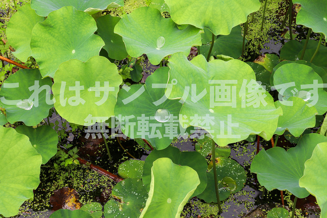 蓮の葉_1