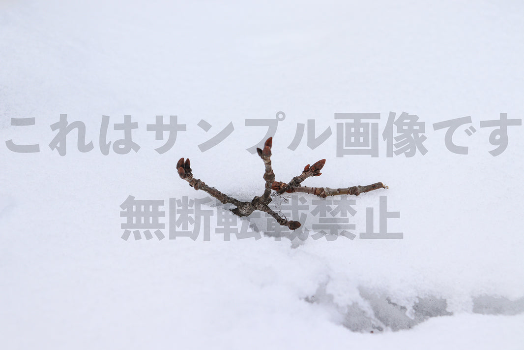 冬の芽_1