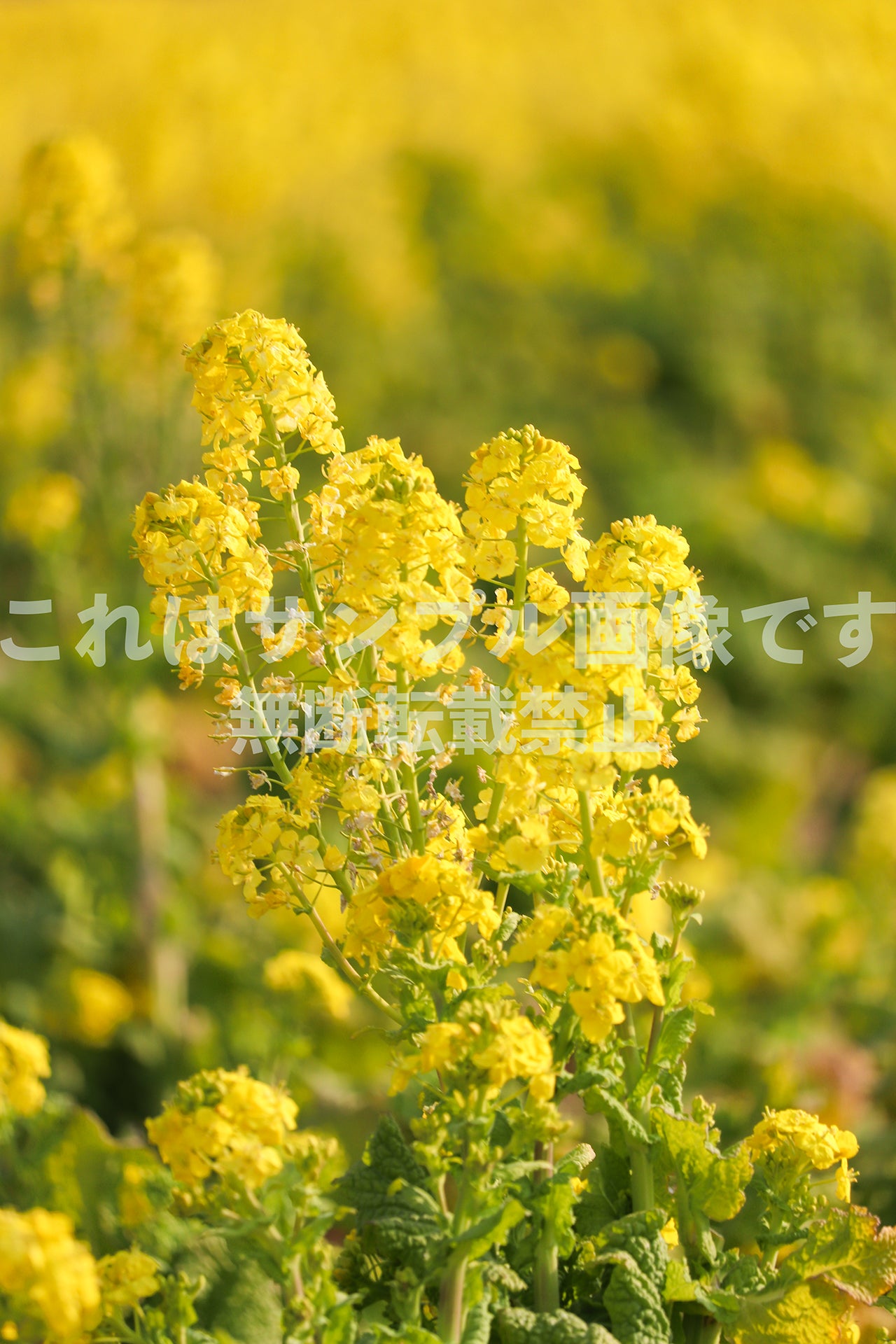 Rapeseed flower_1