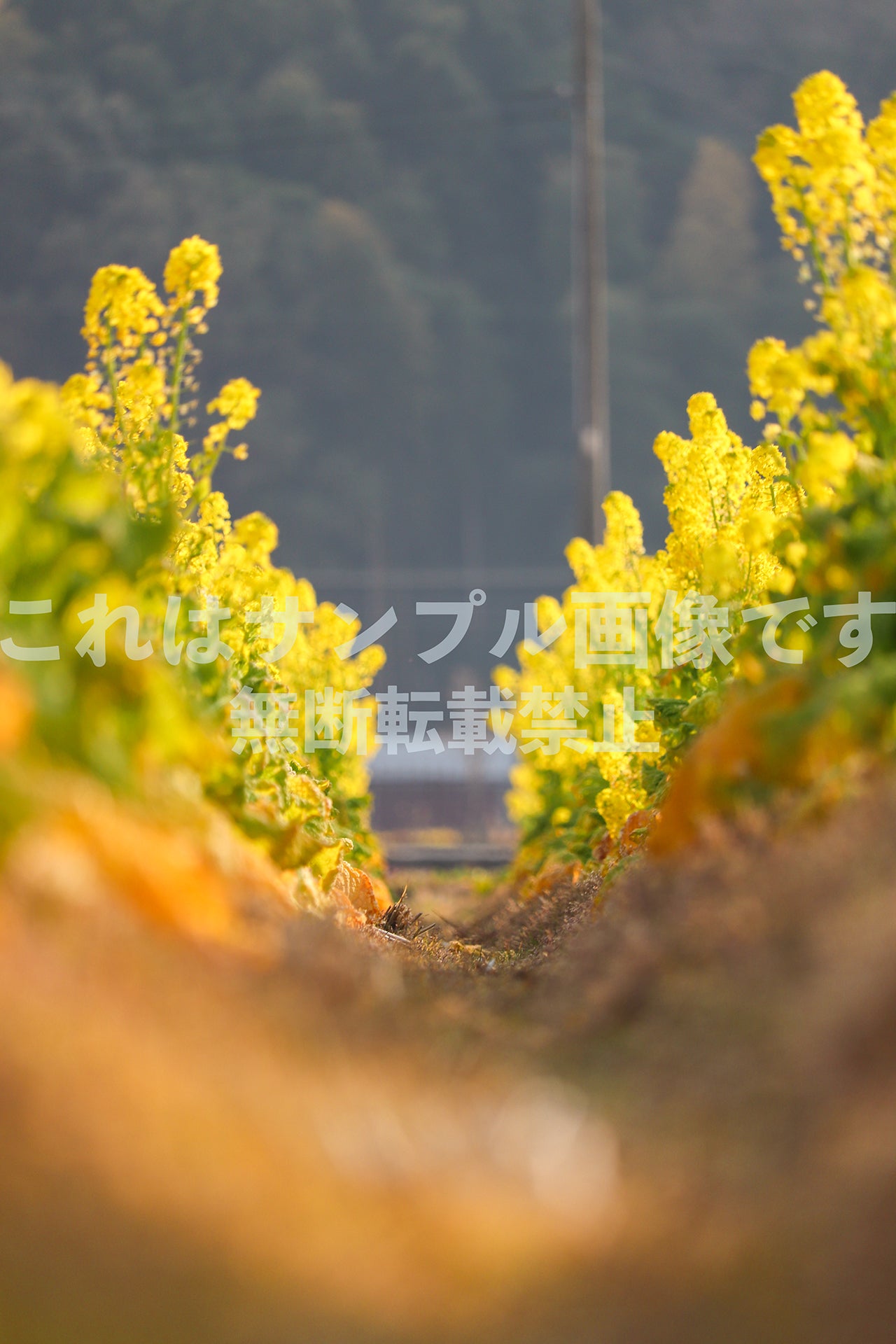 Plum blossom_1