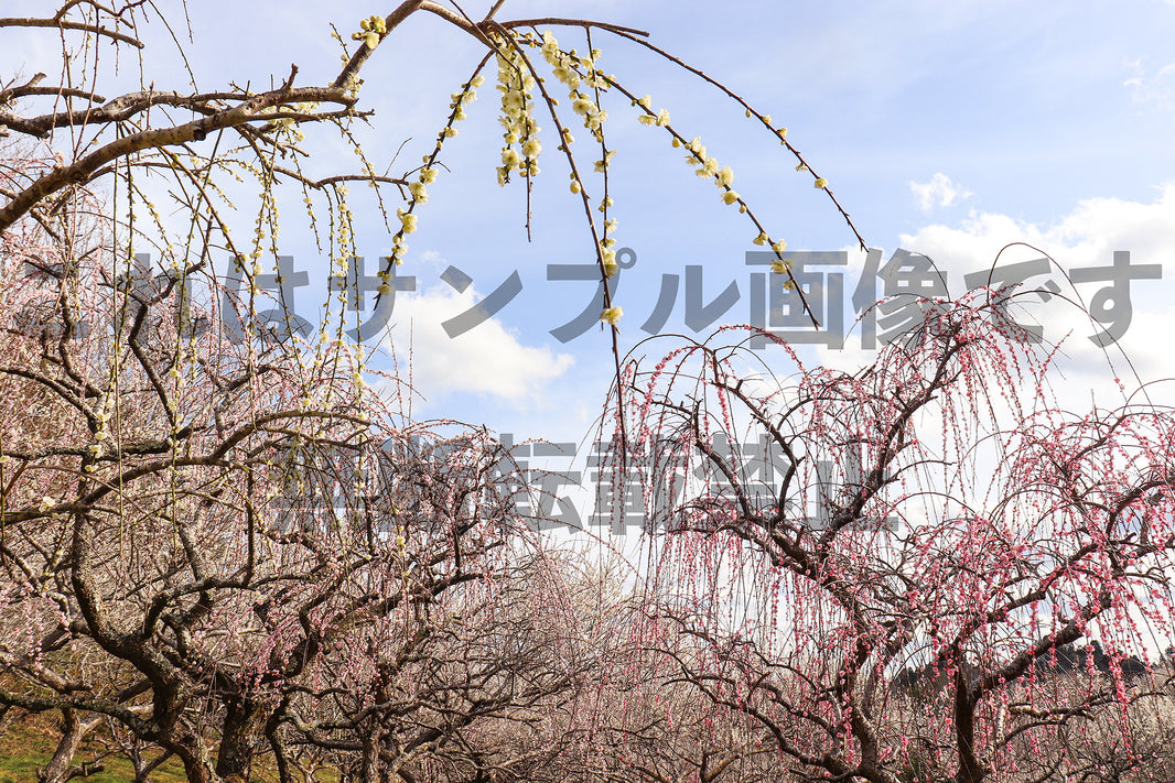 枝垂れ梅_6