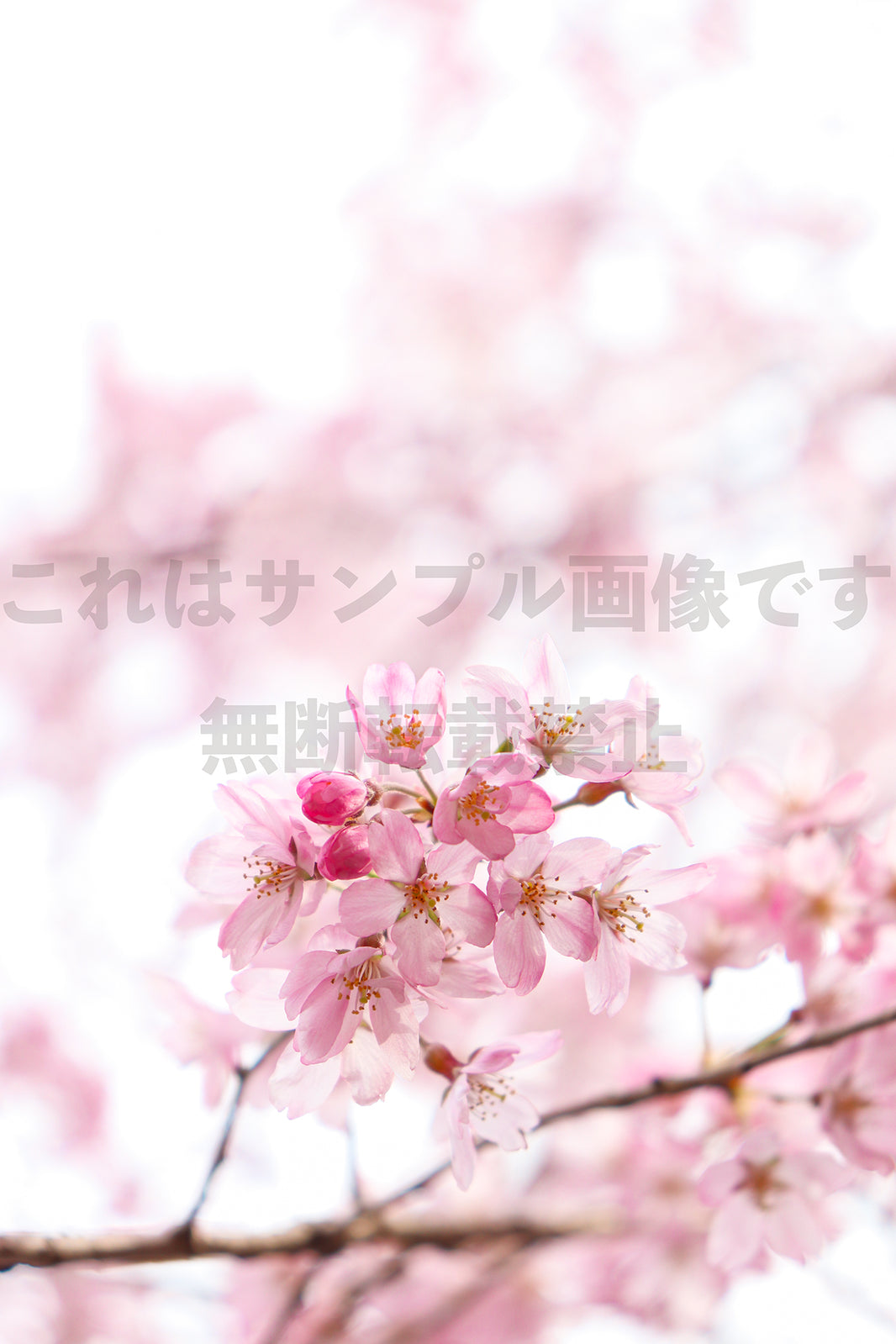 桜_25