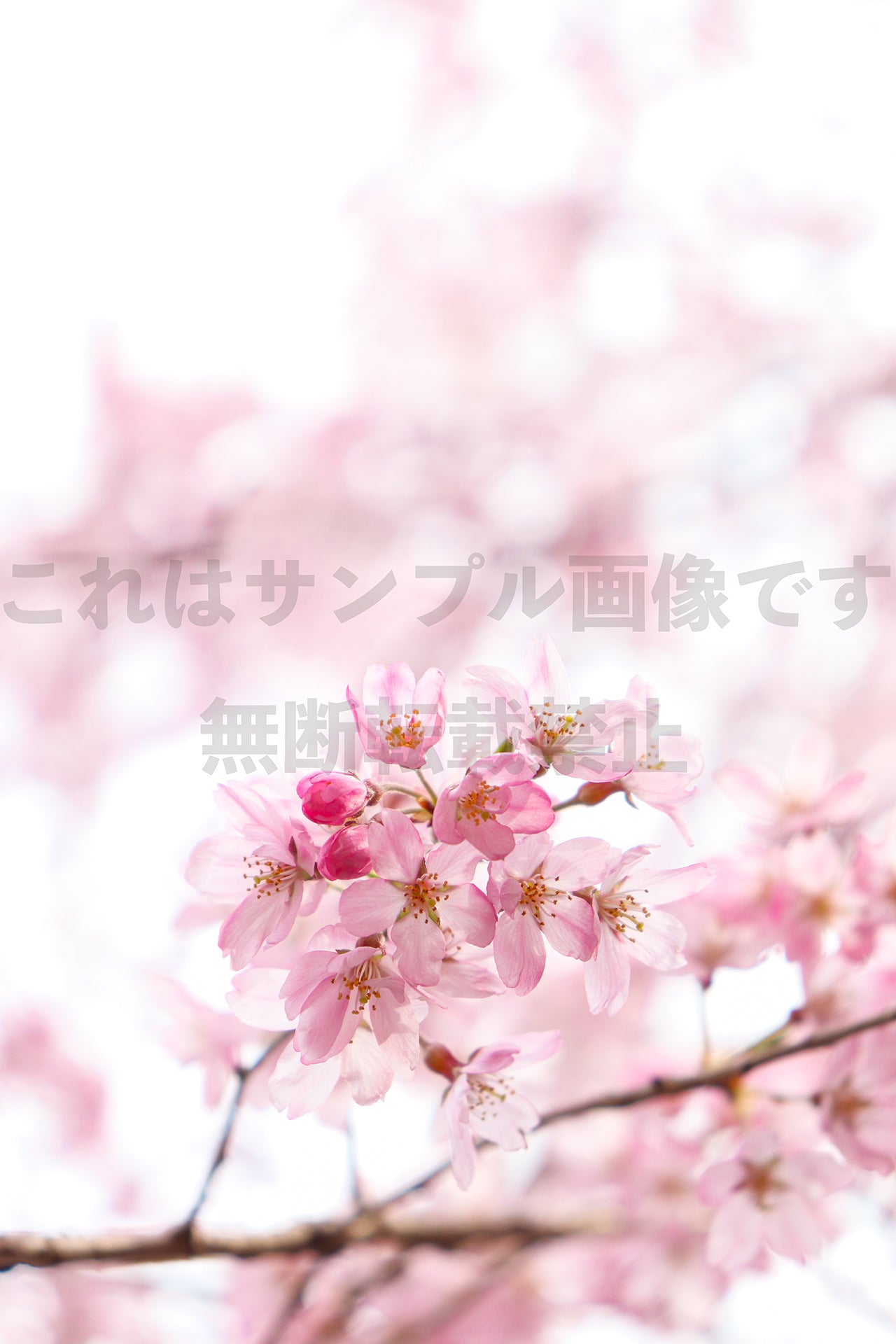 Plum blossom_1