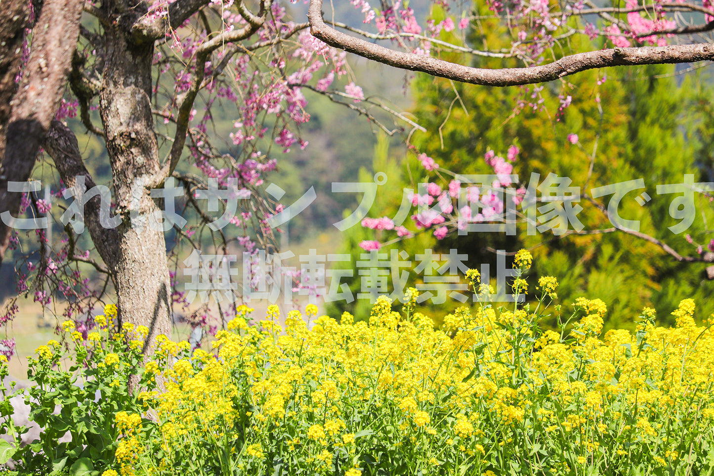 菜の花と桜_1