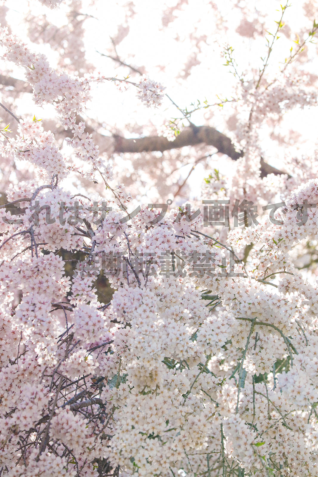 桜_34