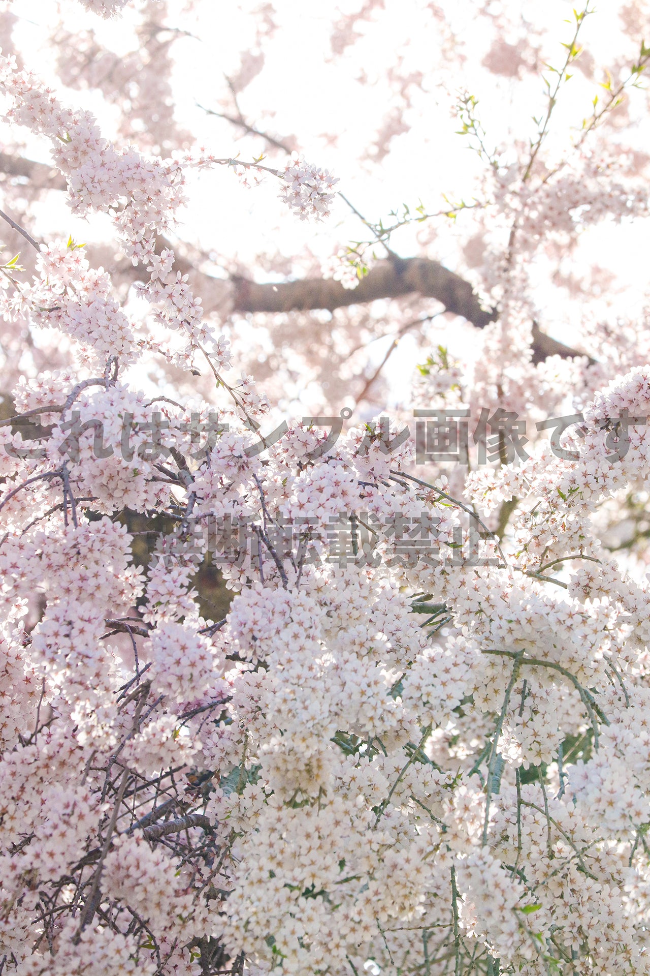 桜_34