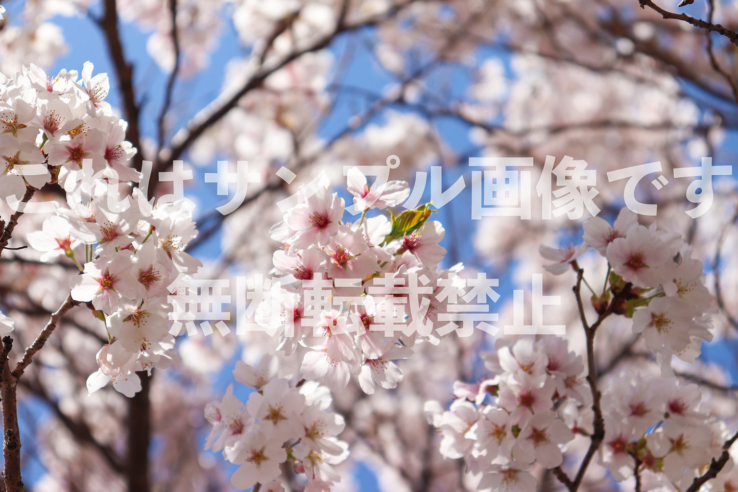 桜_38