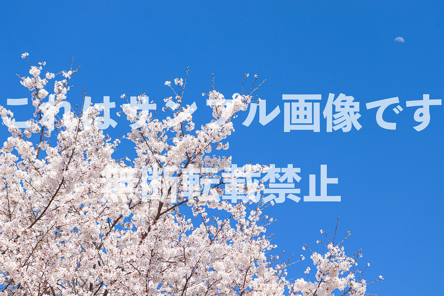 桜と月_1