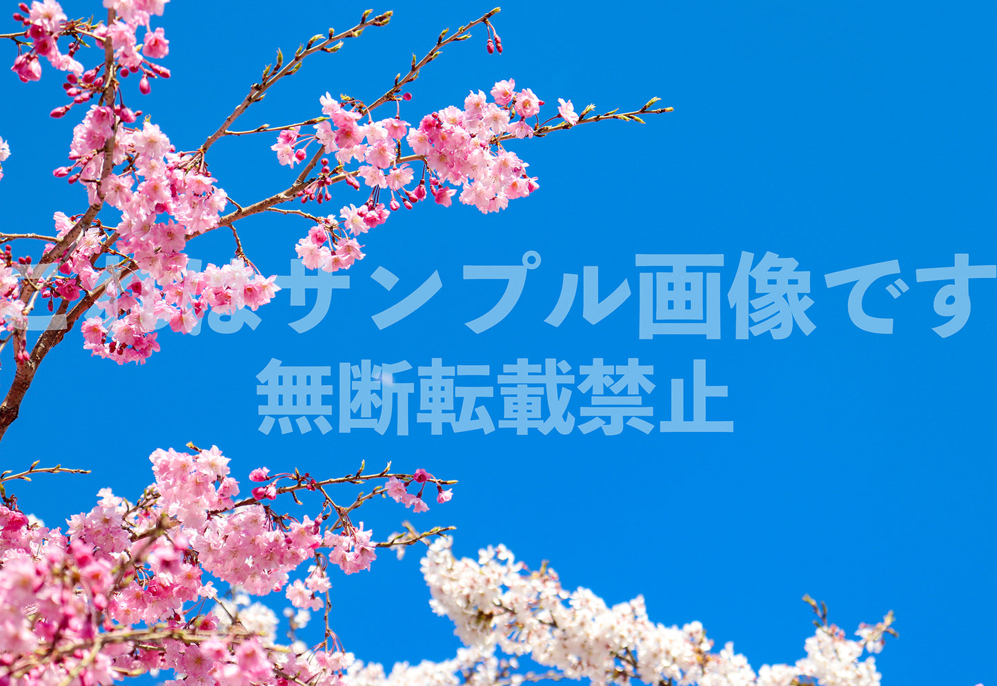 桜_41