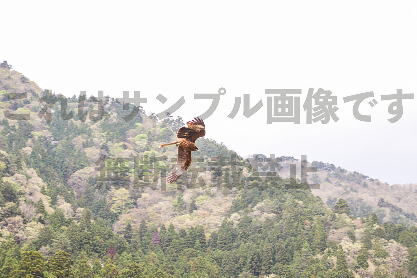 トビ_1