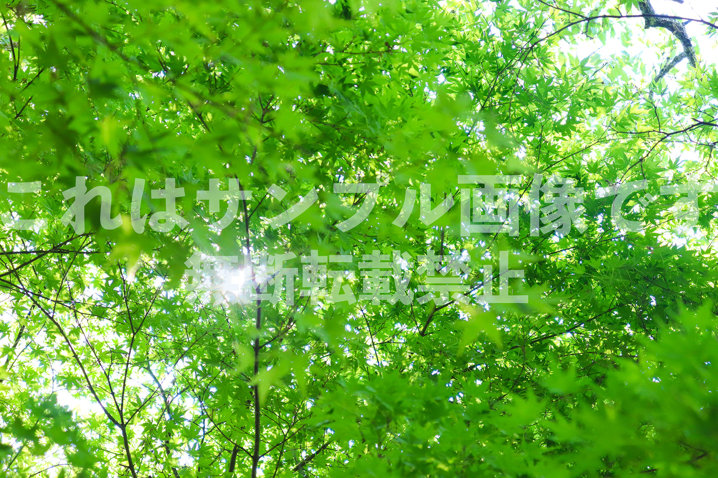 葉_4