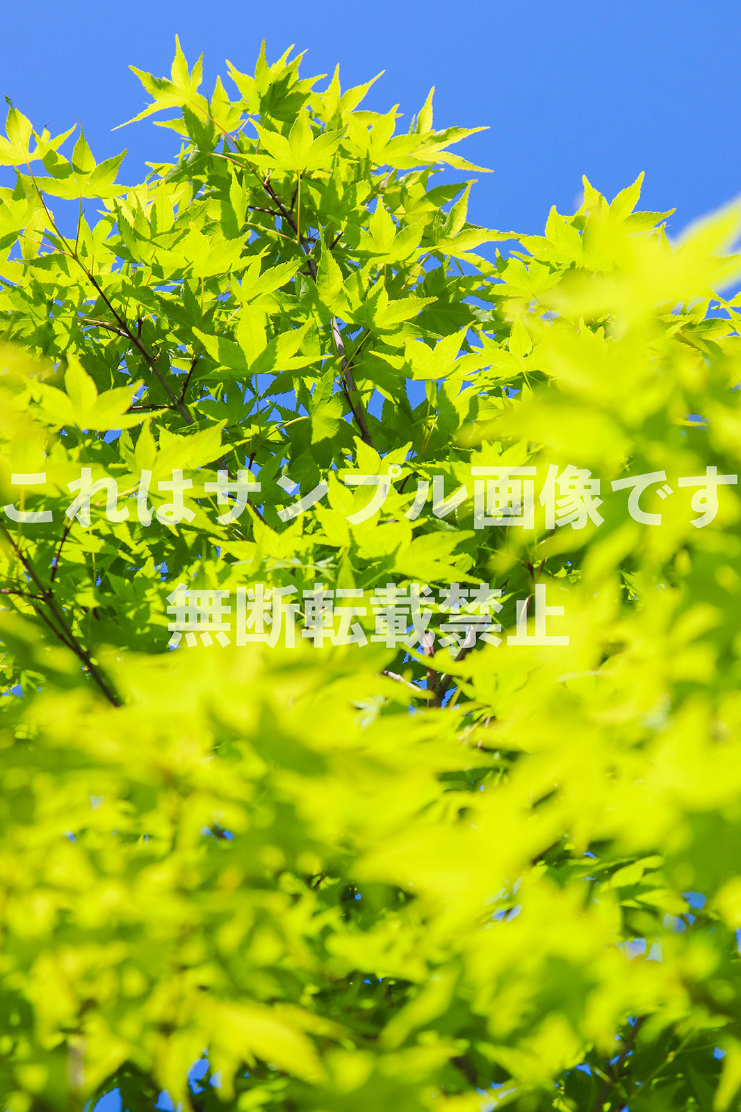 新緑_25
