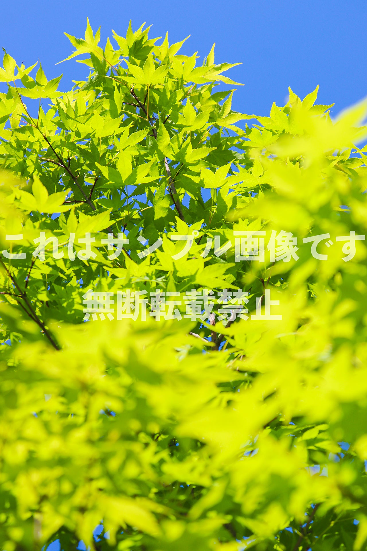 新緑_25