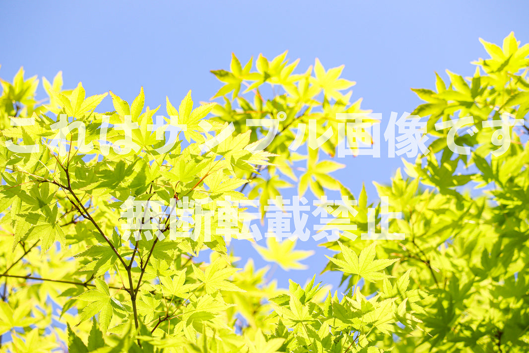 新緑_30