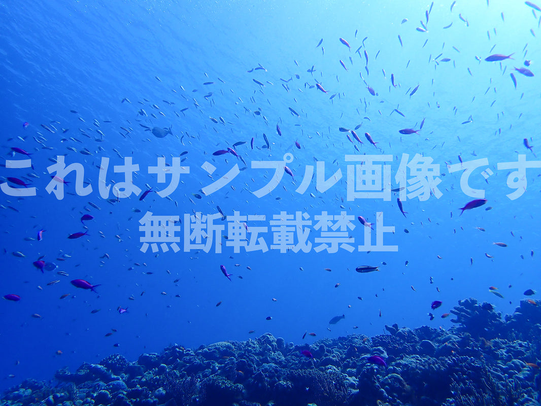 魚群_2