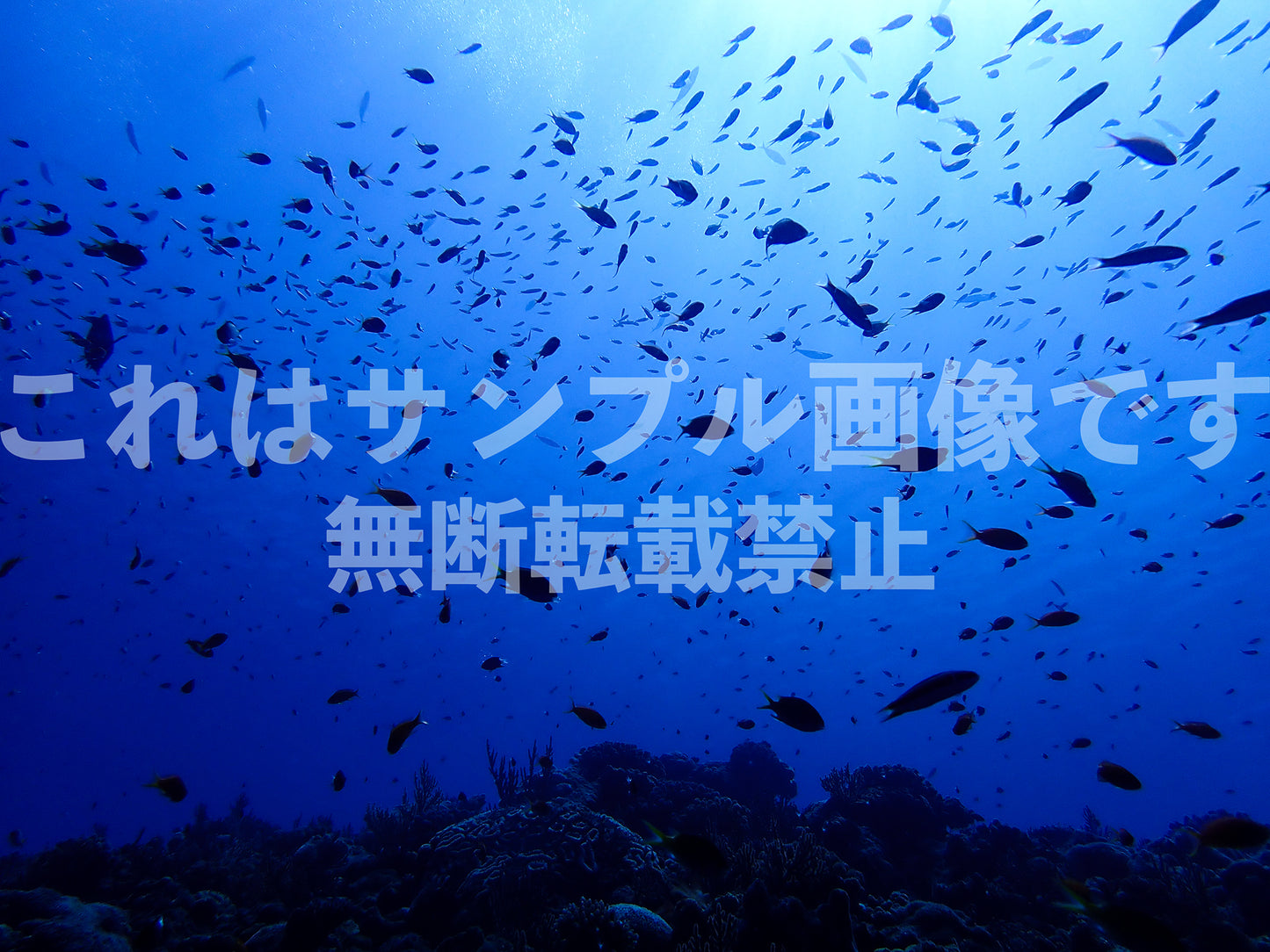 魚群_10