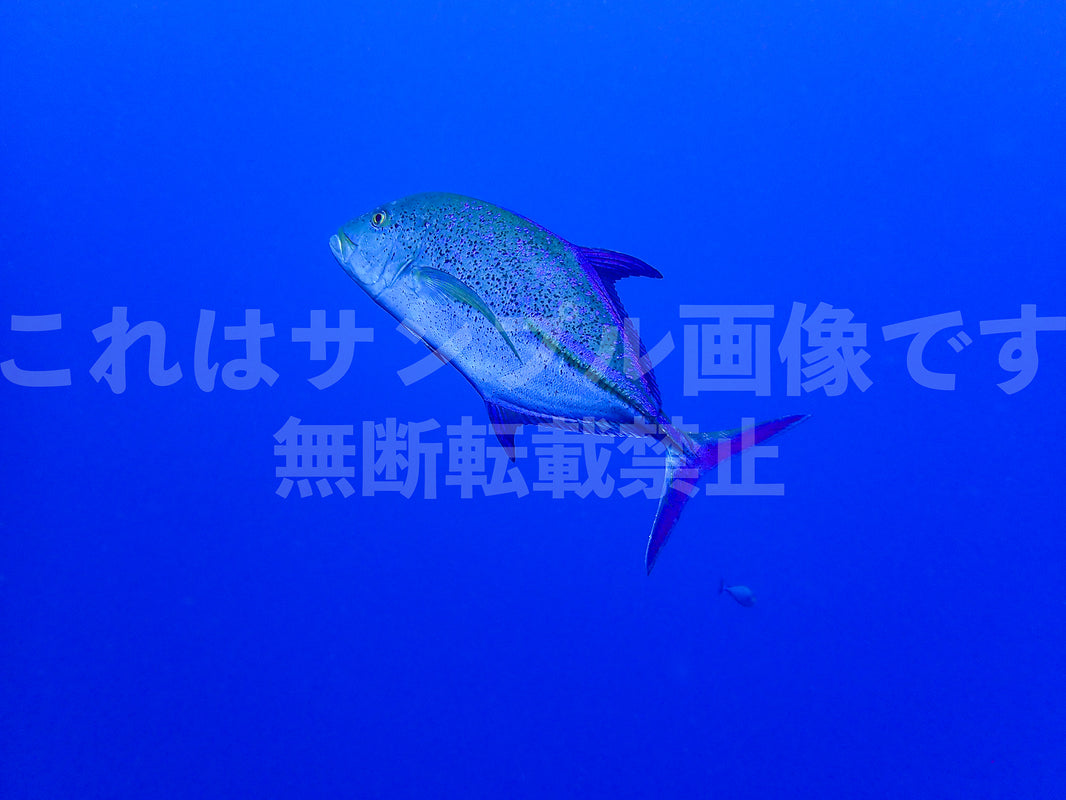 魚_4