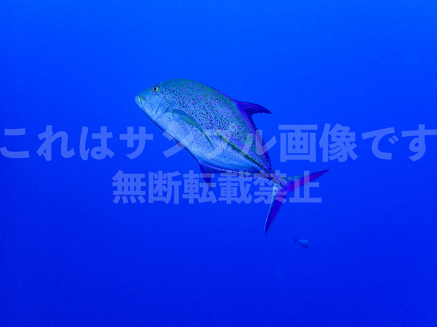 魚_4
