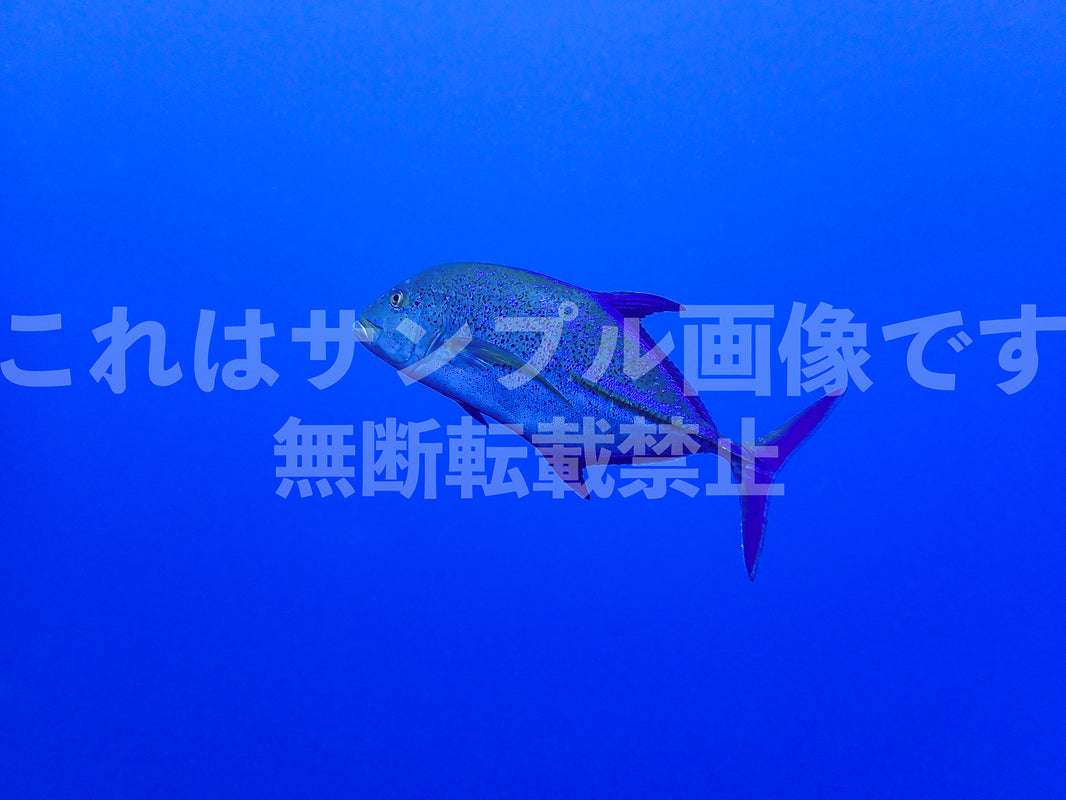 魚_5