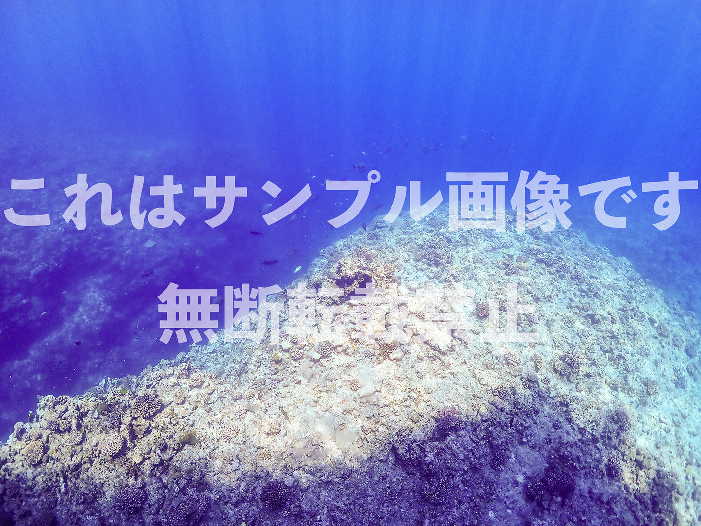 サンゴ礁_1