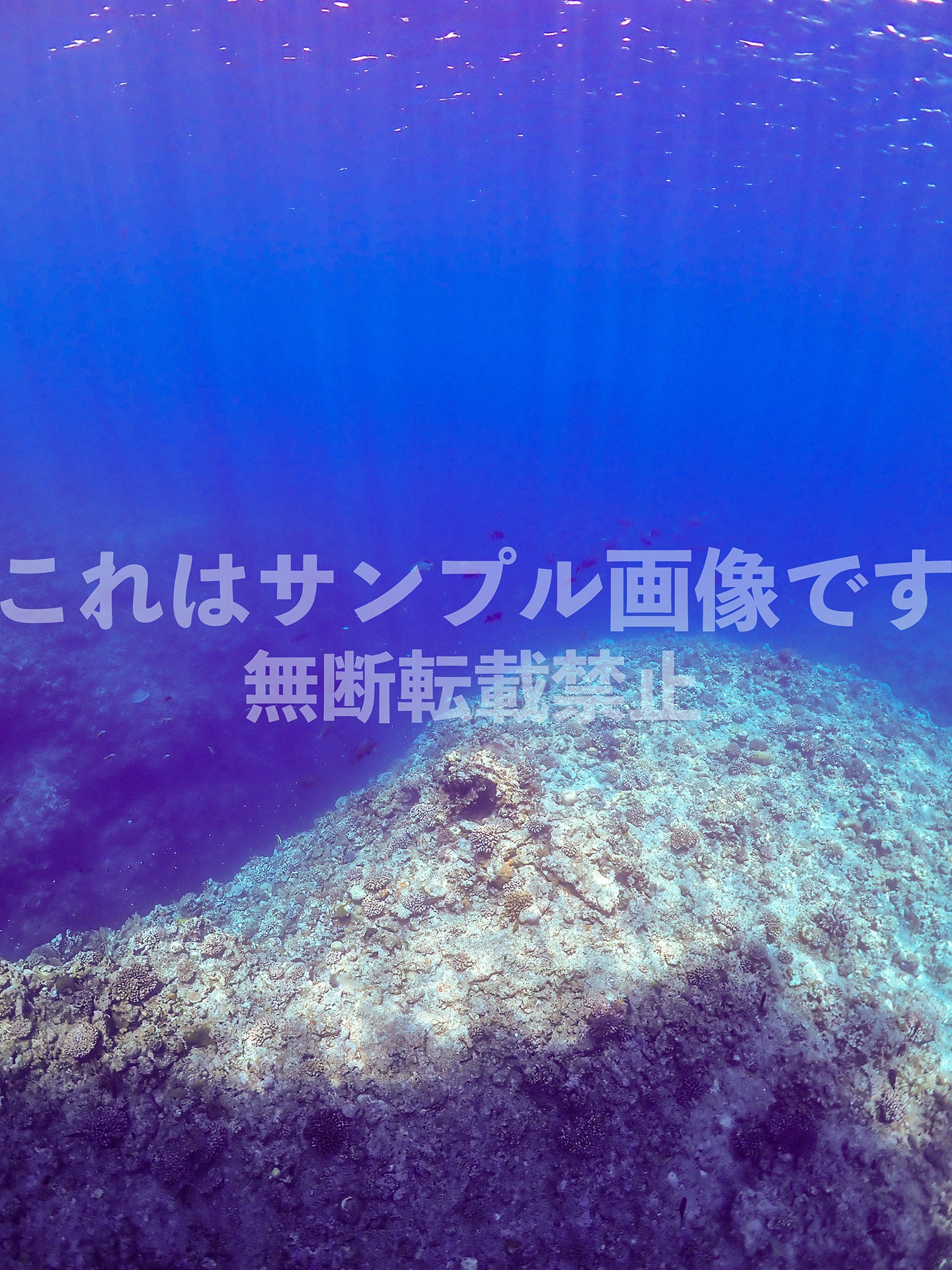 サンゴ礁_2