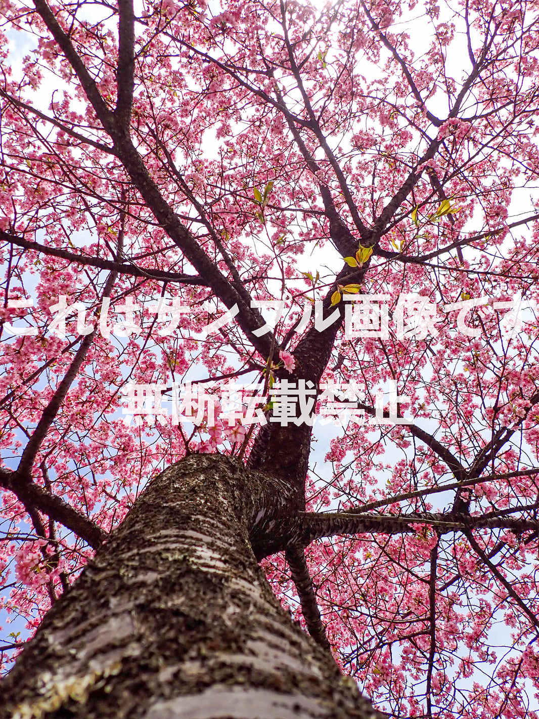 桜_53