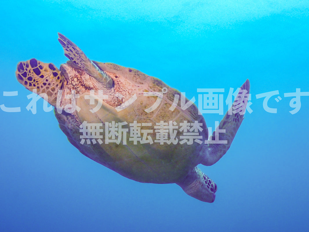 ウミガメ_3
