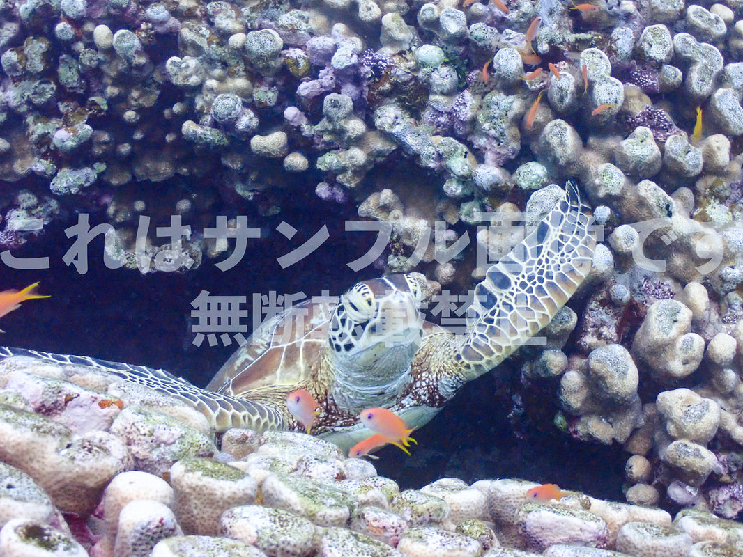 ウミガメ_5
