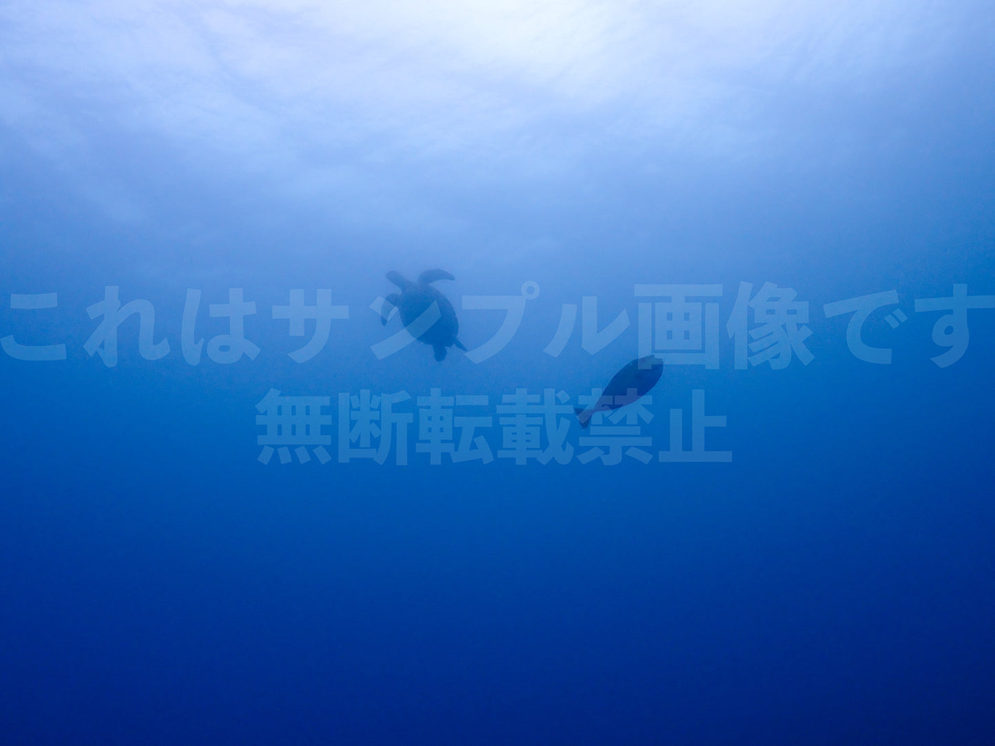 海の生き物_1