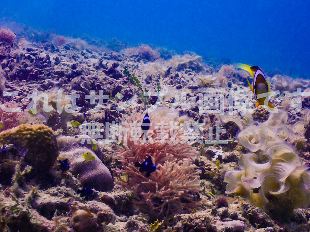 クマノミとイソギンチャク_1