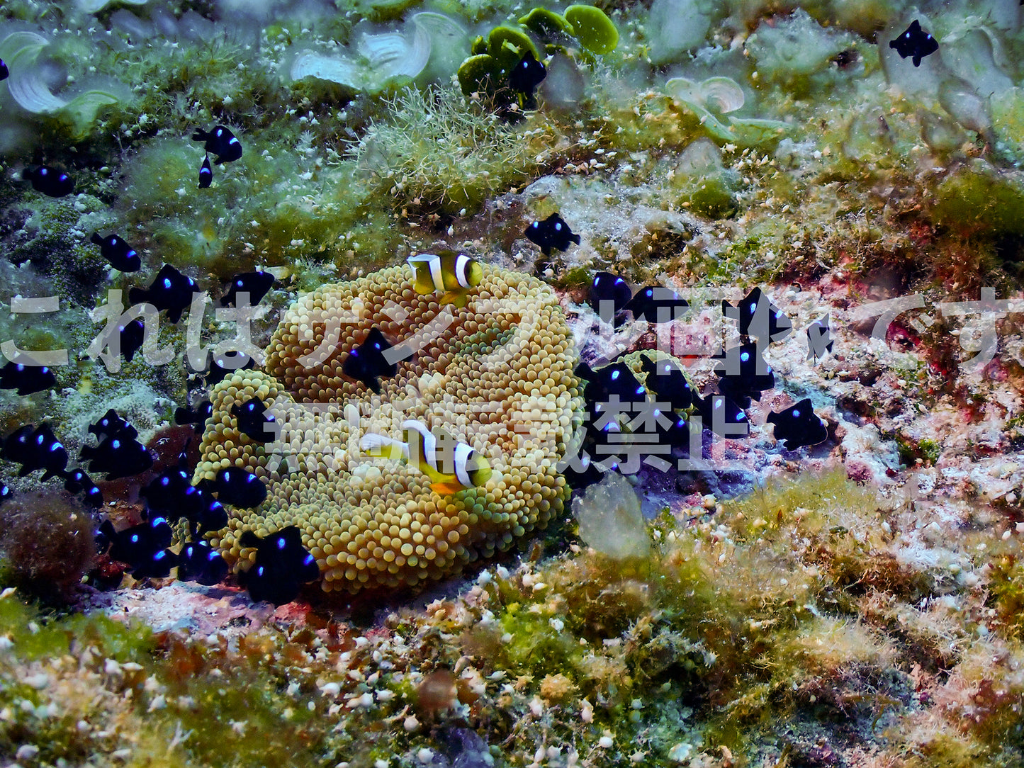 クマノミとイソギンチャク_2