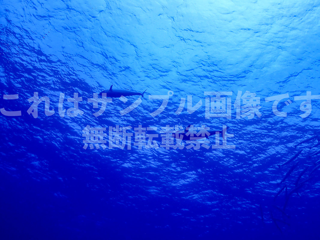魚_10
