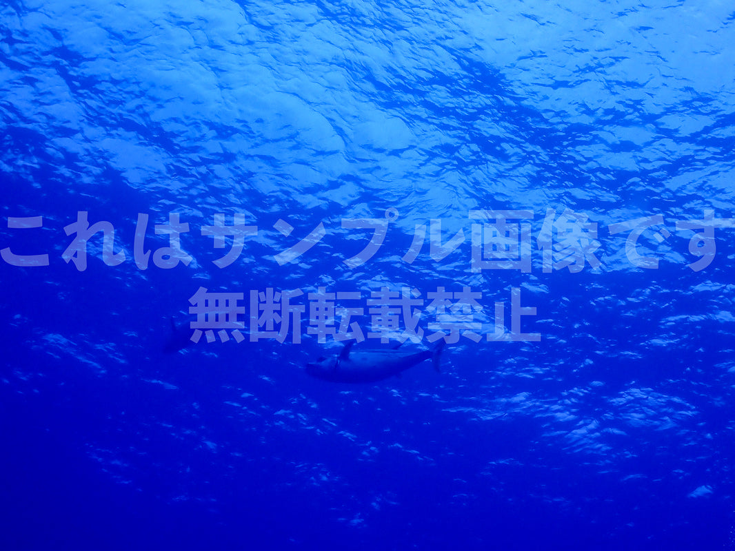 魚_12