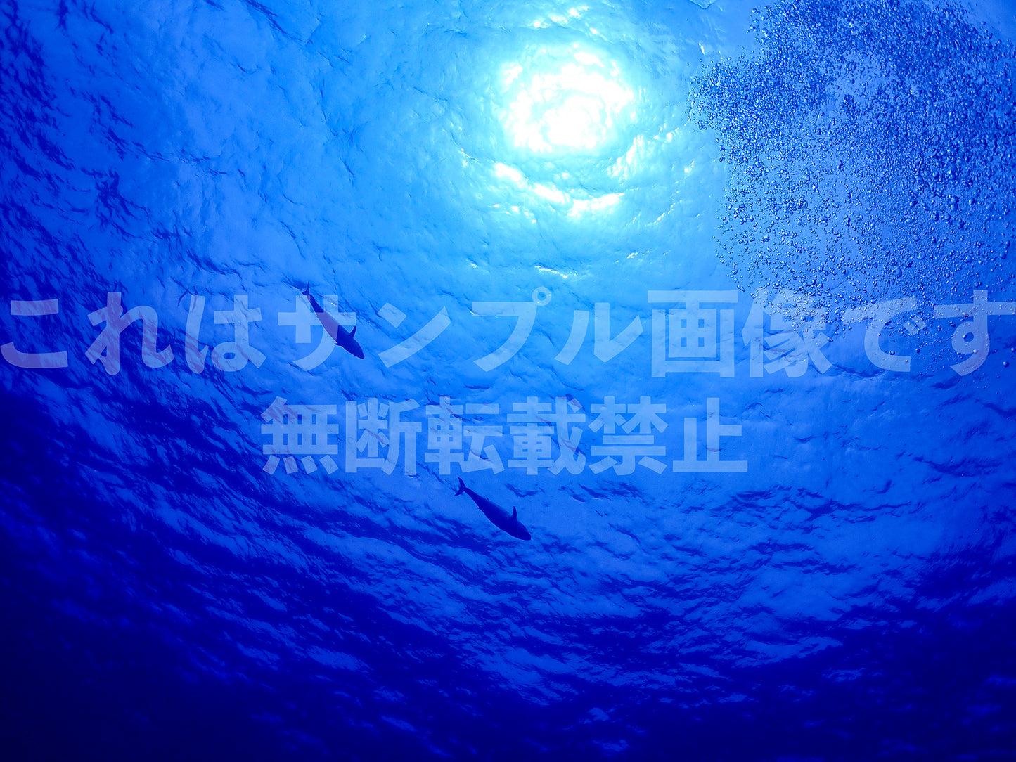 水中と太陽_4