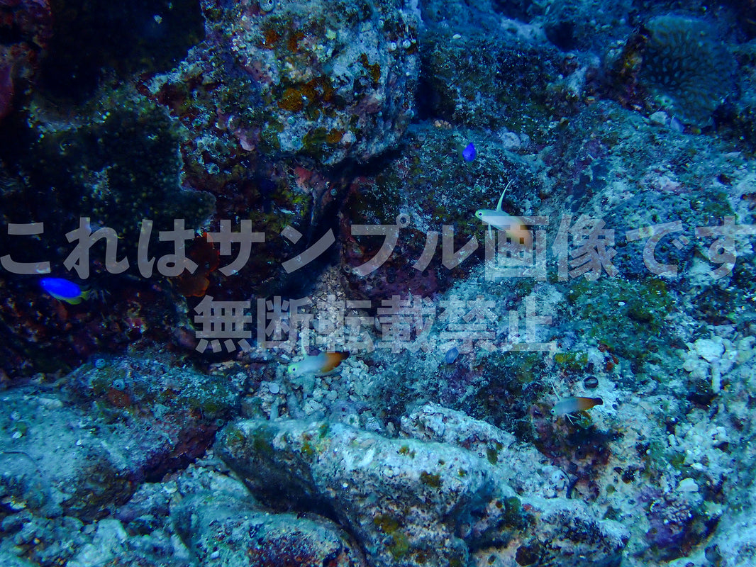 魚_15