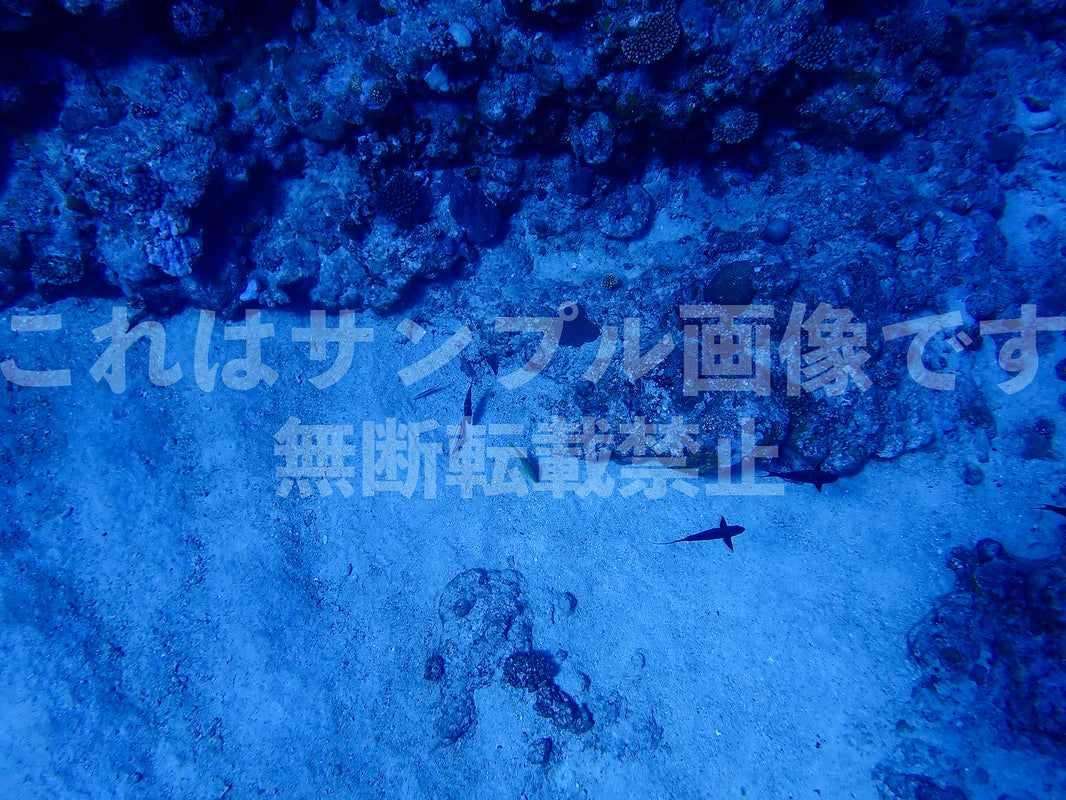 海底_5