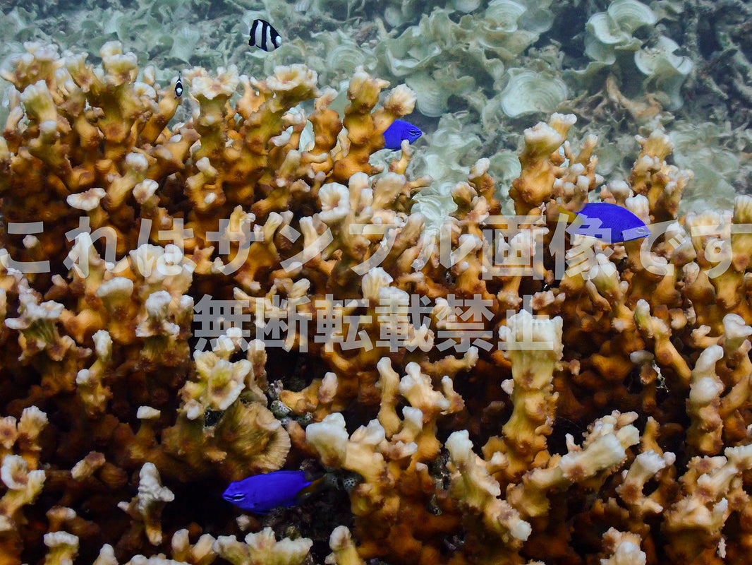 サンゴ礁と魚_4