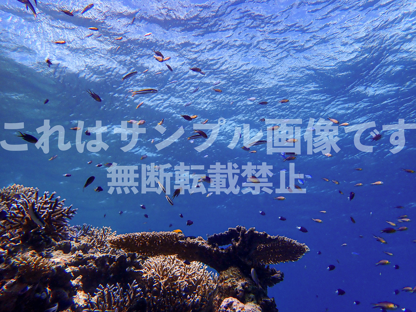 サンゴ礁と魚_8