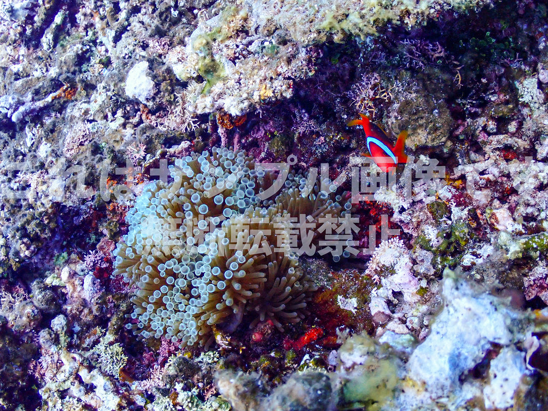 クマノミとイソギンチャク_9