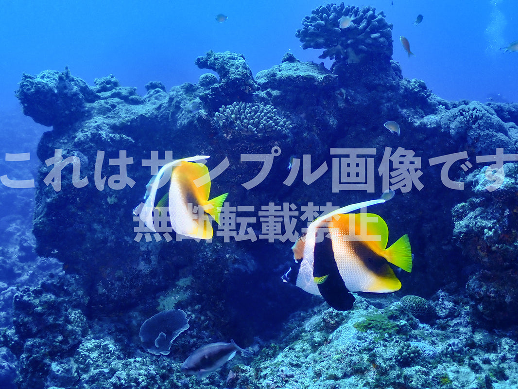 サンゴ礁と魚_35